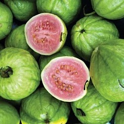 Africa Harvest Exporters - Exporting Guavas