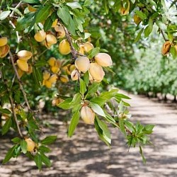 Africa Harvest Exporters - Exporting Almonds