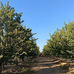 Africa Harvest Exporters - Exporting Almonds