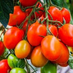 Africa Harvest Exporters - Exporting Tomatoes