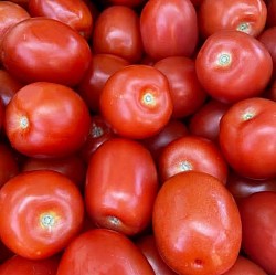 Africa Harvest Exporters - Exporting Tomatoes