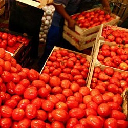 Africa Harvest Exporters - Exporting Tomatoes