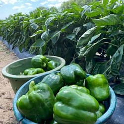 Africa Harvest Exporters - Exporting Peppers