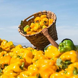 Africa Harvest Exporters - Exporting Peppers