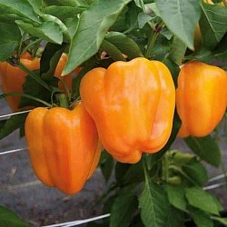 Africa Harvest Exporters - Exporting Peppers