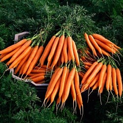 Africa Harvest Exporters - Exporting Carrots