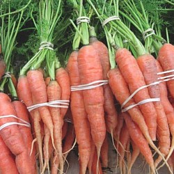 Africa Harvest Exporters - Exporting Carrots