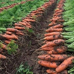 Africa Harvest Exporters - Exporting Carrots