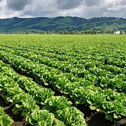 Africa Harvest Exporters - Exporting Lettuce