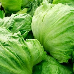 Africa Harvest Exporters - Exporting Lettuce