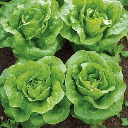 Africa Harvest Exporters - Exporting Lettuce