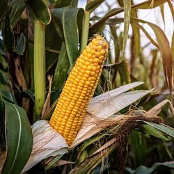 Africa Harvest Exporters - Exporting Maize