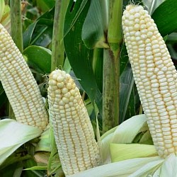 Africa Harvest Exporters - Exporting Maize