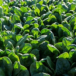 Africa Harvest Exporters - Exporting Spinach