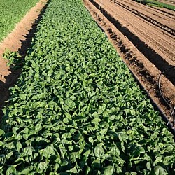 Africa Harvest Exporters - Exporting Spinach