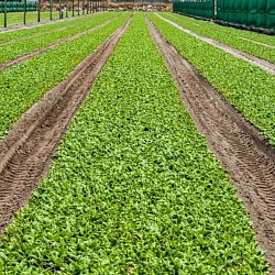 Africa Harvest Exporters - Exporting Spinach