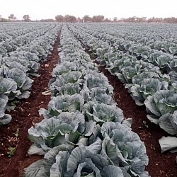 Africa Harvest Exporters - Exporting Cabbage