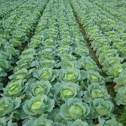 Africa Harvest Exporters - Exporting Cabbage