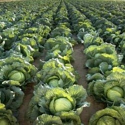 Africa Harvest Exporters - Exporting Cabbage