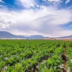 Africa Harvest Exporters - Exporting Cauliflower