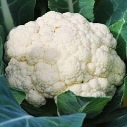 Africa Harvest Exporters - Exporting Cauliflower