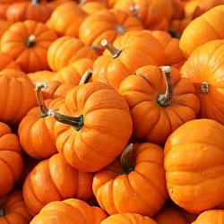 Africa Harvest Exporters - Exporting Pumpkins