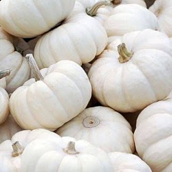 Africa Harvest Exporters - Exporting Pumpkins