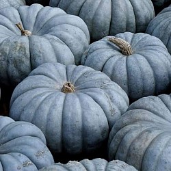 Africa Harvest Exporters - Exporting Pumpkins