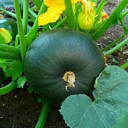 Africa Harvest Exporters - Exporting Squashes