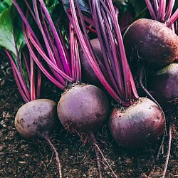 Africa Harvest Exporters - Exporting Beets