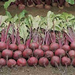 Africa Harvest Exporters - Exporting Beets