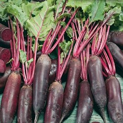 Africa Harvest Exporters - Exporting Beets