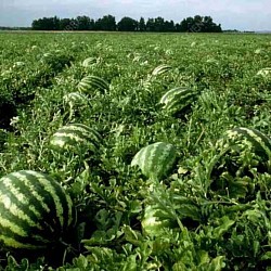 Africa Harvest Exporters - Exporting Melons