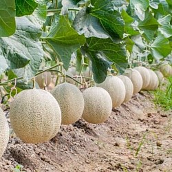 Africa Harvest Exporters - Exporting Melons