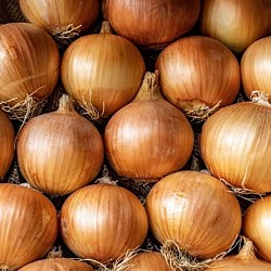 Africa Harvest Exporters - Exporting Onions