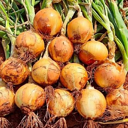 Africa Harvest Exporters - Exporting Onions