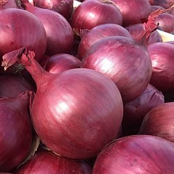 Africa Harvest Exporters - Exporting Onions