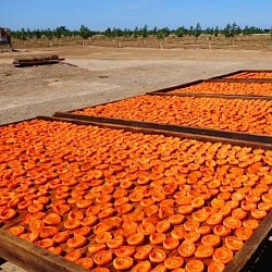 Africa Harvest Exporters - Exporting Dried Apricots