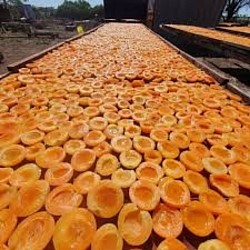 Africa Harvest Exporters - Exporting Dried Fruits