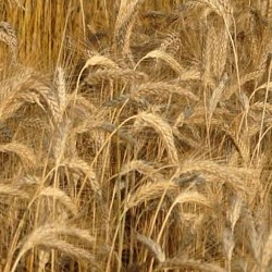 Africa Harvest Exporters - Exporting Wheat