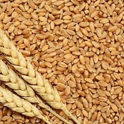 Africa Harvest Exporters - Exporting Wheat