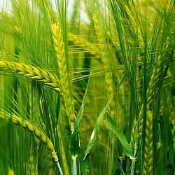 Africa Harvest Exporters - Exporting Wheat