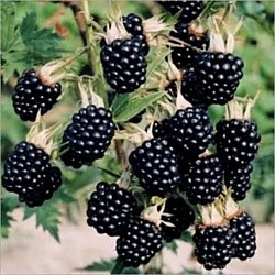 Africa Harvest Exporters - Exporting Berries