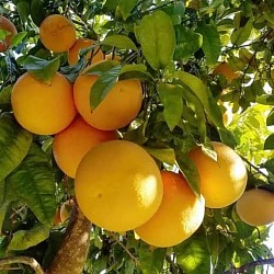 Africa Harvest Exporters - Exporting Grapefruits