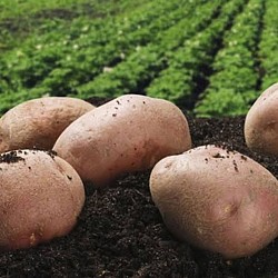 Africa Harvest Exporters - Exporting Potatoes