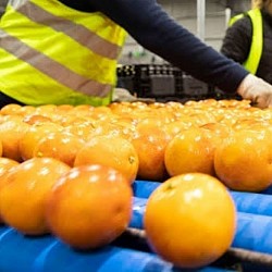 Africa Harvest Exporters - Exporting Tangerines